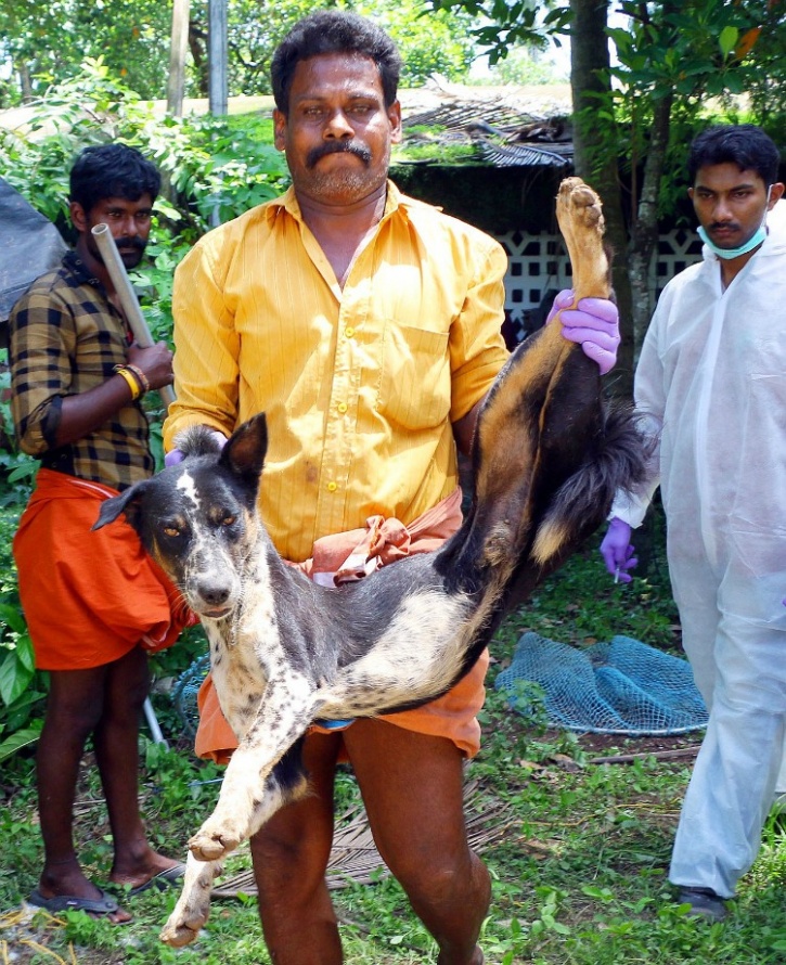 Kerala stray sterilisation