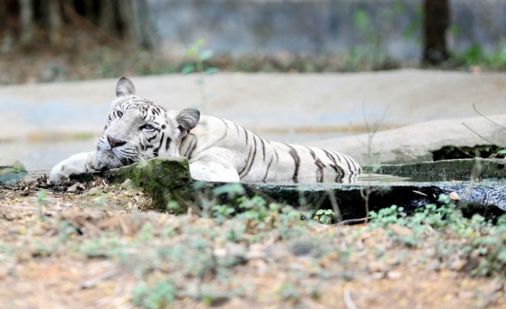 Is Language Not A Barrier? Ask This Tamil Tiger Who's Unable To Adjust ...