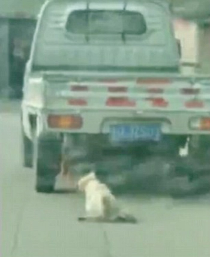 Dog dragged by a van in China