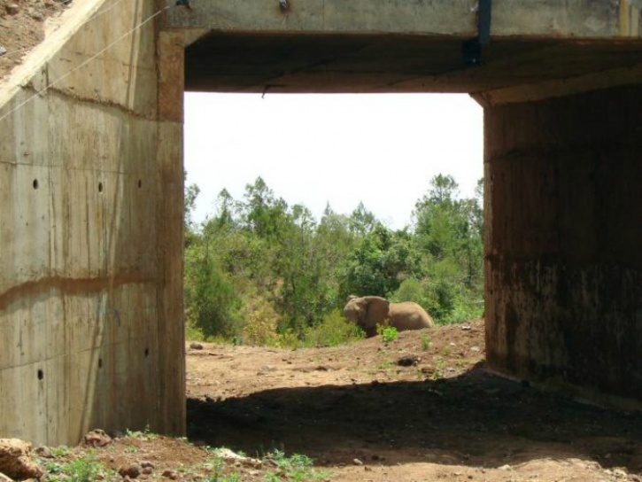 Elephant underpass