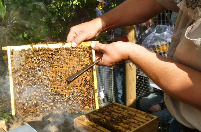 Kerala’s Stingless Bees