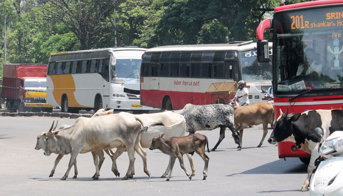 Aadhaar Cows