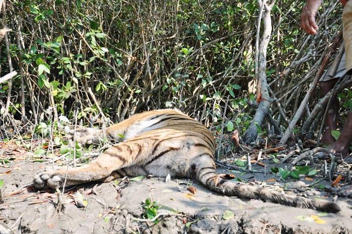 Tigers Die In MP