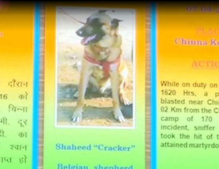 Cracker a CRPF patrol dog