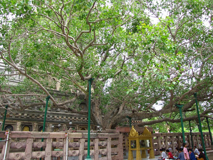 Mahabodhi tree