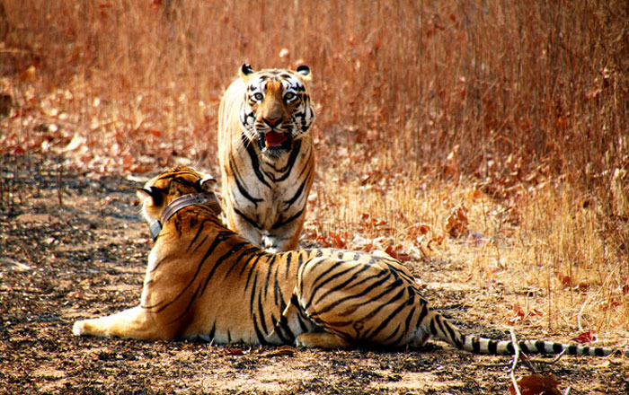 Tigers Die In MP