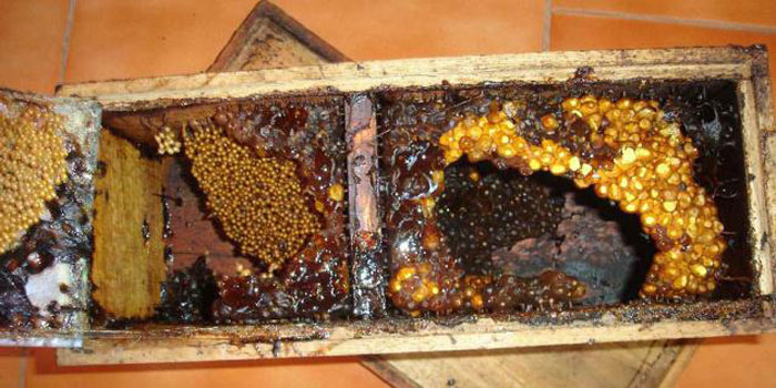 Kerala’s Stingless Bees
