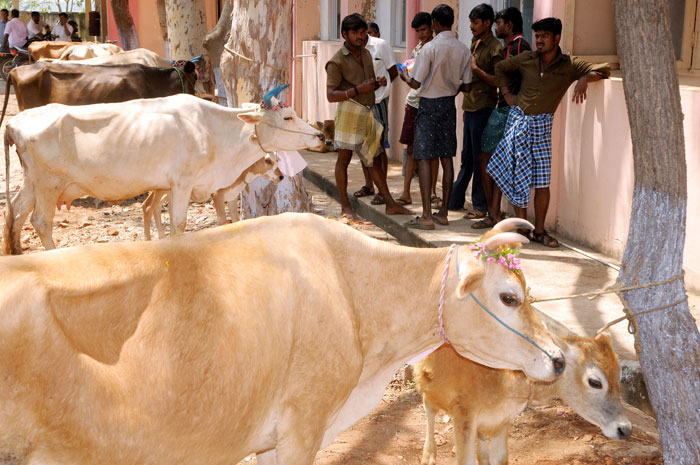 Aadhaar Cows