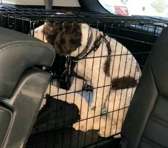 spaniel dog trapped inside a car
