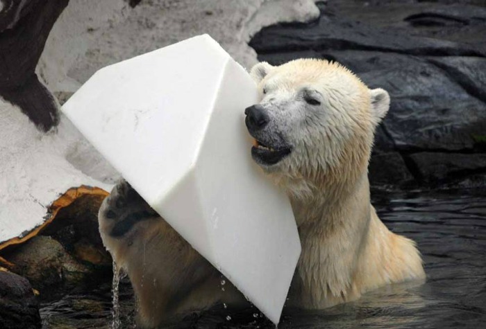 The death of a polar bear and the paradox of captivity