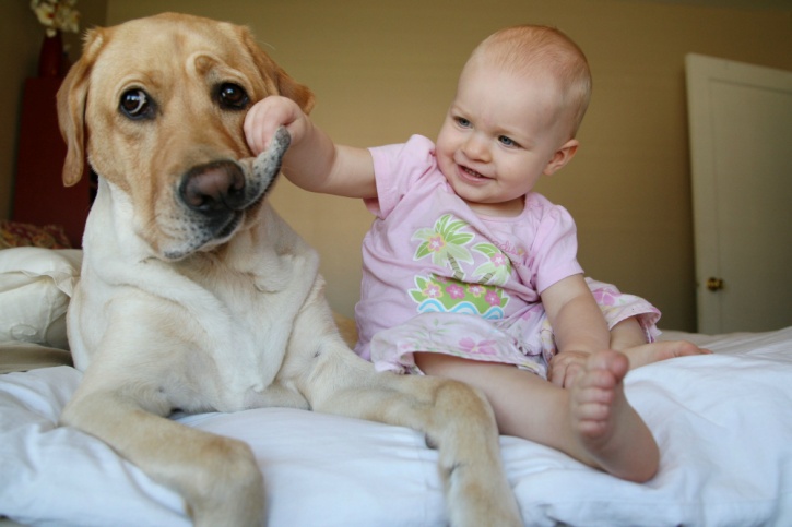 children born into households that have pets, 70 per cent of which were dogs, have better levels of two strains of bacteria: one that is linked to a decrease in a risk of obesity and one that is linked to protection against childhood allergic diseases. 