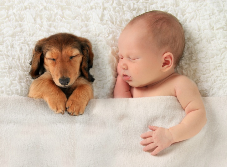 your kid is likely to benefit from prenatal exposure once you get back from the hospital even if your dog around is not around