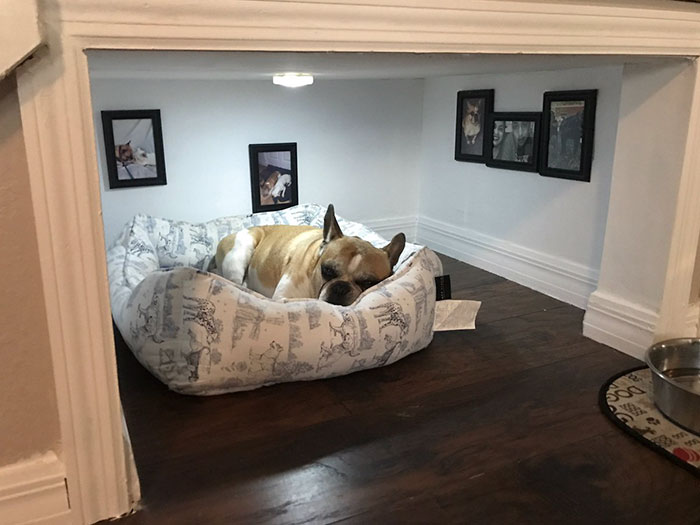 dog gets bedroom under the stairs