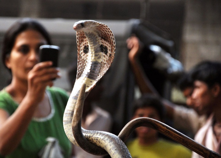 Women set snake free in UP jeweller