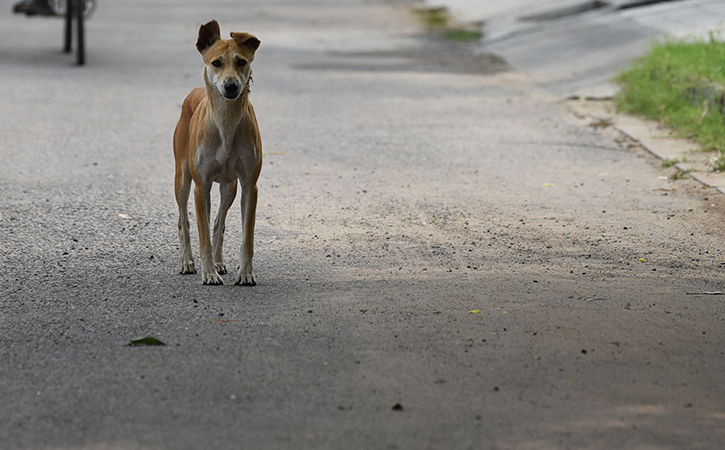 Delhi Disgraced: Five Men Stone A Stray Dog To Death In Munirka, CCTV ...