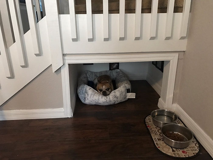 dog gets bedroom under the stairs