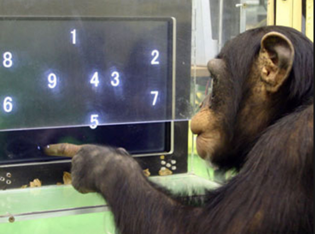 primate language experiments