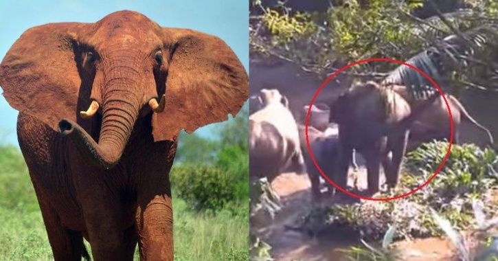 After Forest Officials Rescue A Baby Elephant, Mother Elephant Raises ...