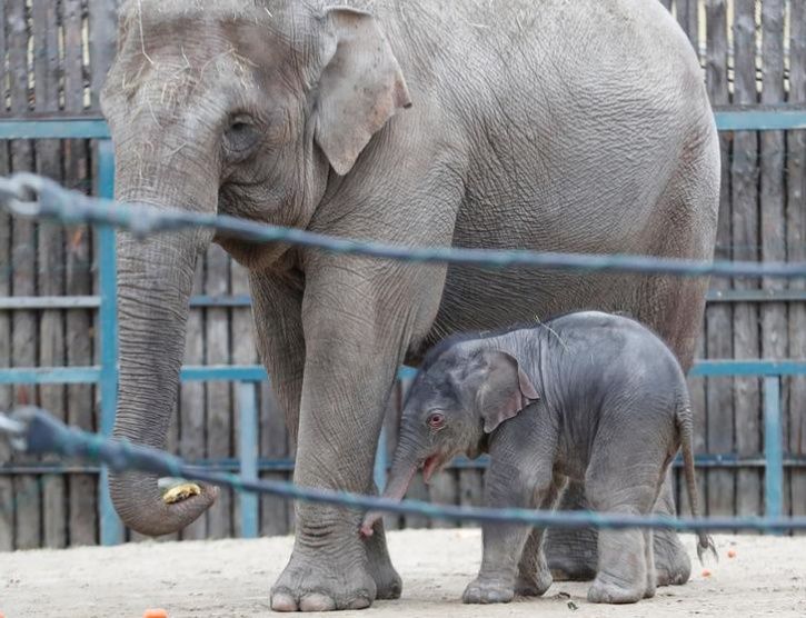 As Wild Elephant Numbers Dwindle Elsewhere, Karnataka Wants Family