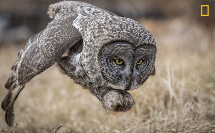 Great Gray Owl by Harry Collins