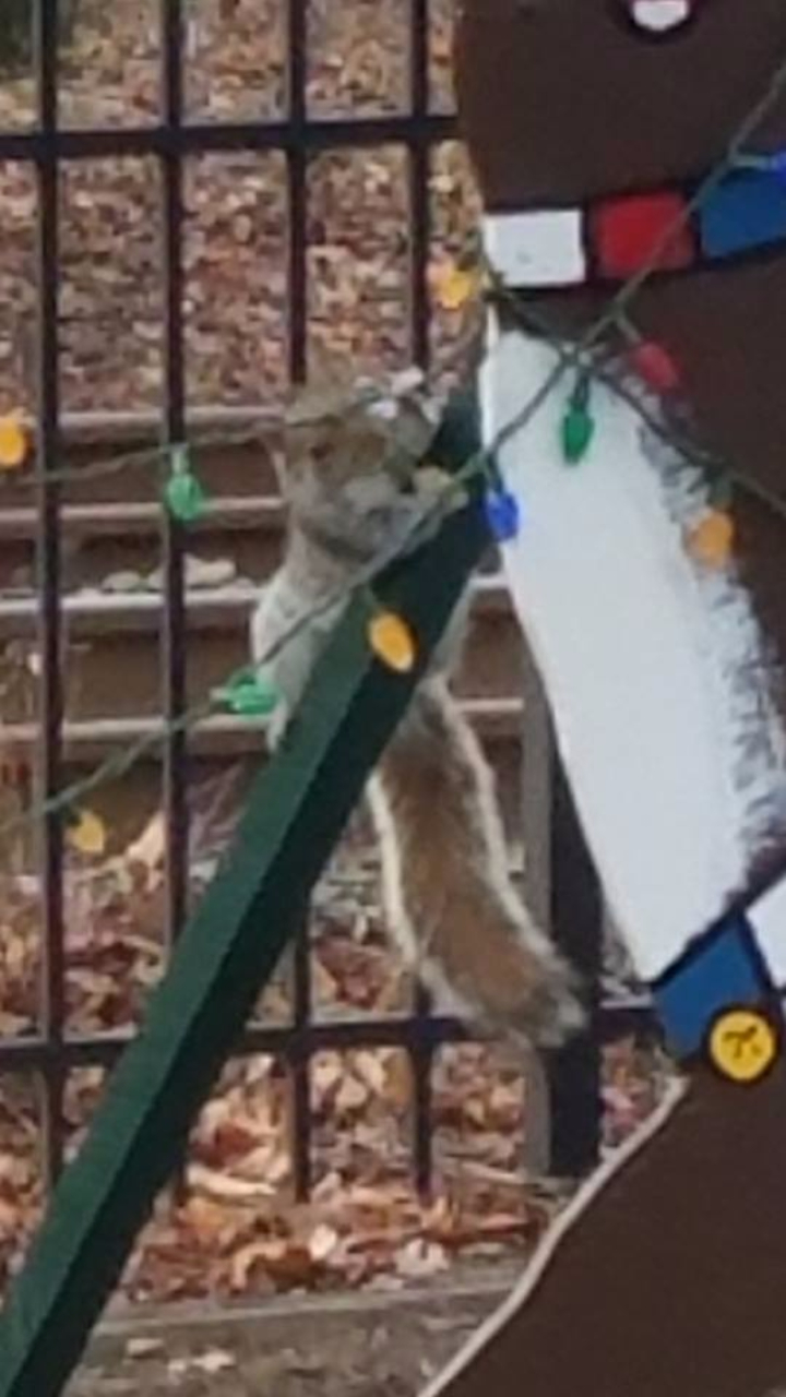 squirrel flinger arrested squirrel catapult