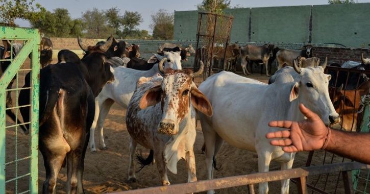 Rajasthan Police Gun Down Haryana Man Who Was Suspected Of Smuggling Cows