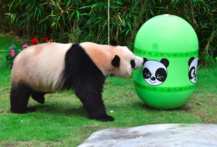 Giant Panda Bao Bao