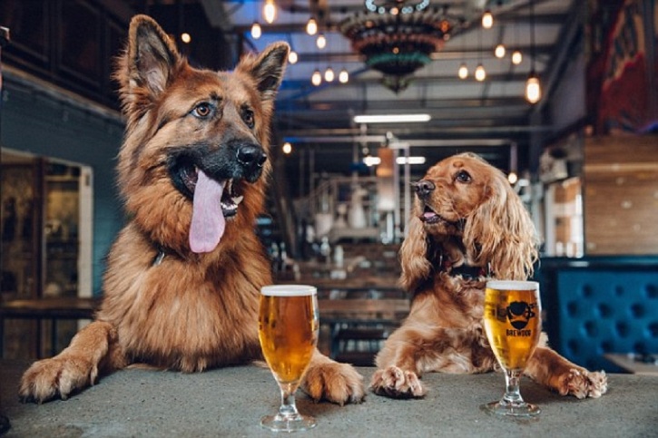 This Beer Company Is Giving New Dog Owners One Whole Week Of 'Puppy