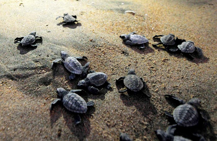 Pollution Drives Sea Turtles Away From Mangaluru Beaches, Worried ...