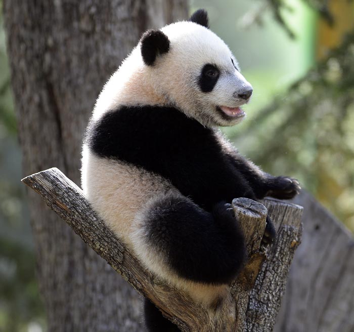 4-Year-Old Giant Panda Bao Bao, Who Was Born In Washington Zoo, Is Now ...