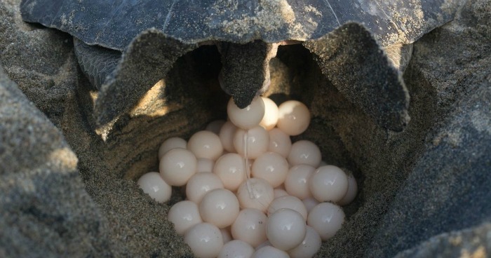 Olive Ridley turtles lay eggs