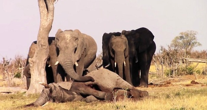 elephants grieving dead friend
