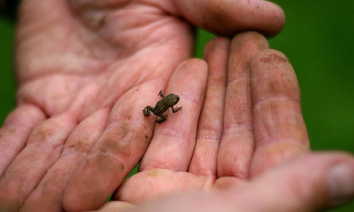 Baby Frog Didiesse – Nordest Service