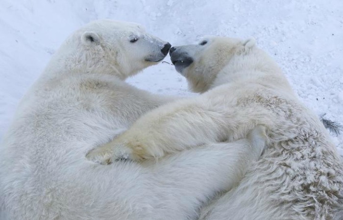 cuddly polar bear