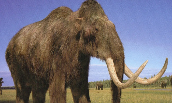Wolly Mammoth 