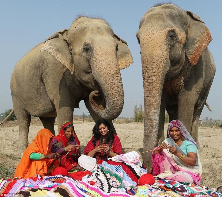 Elephant sweaters India DailyMail