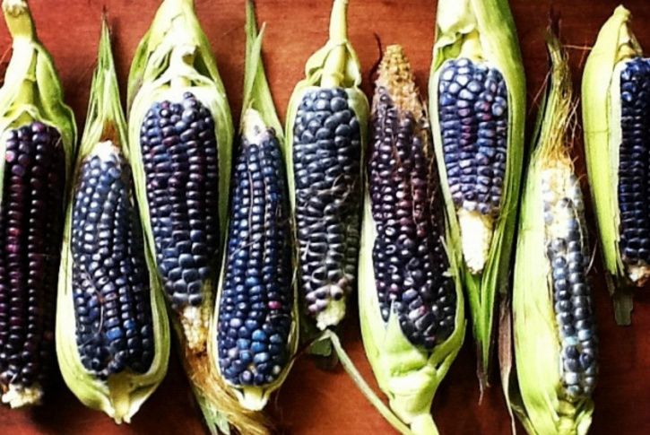 blue corn