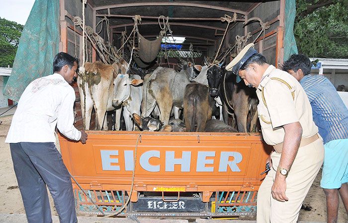 'Gau Rakshaks' Strike Again! Cattle Trucks Attacked, Man Thrashed On ...