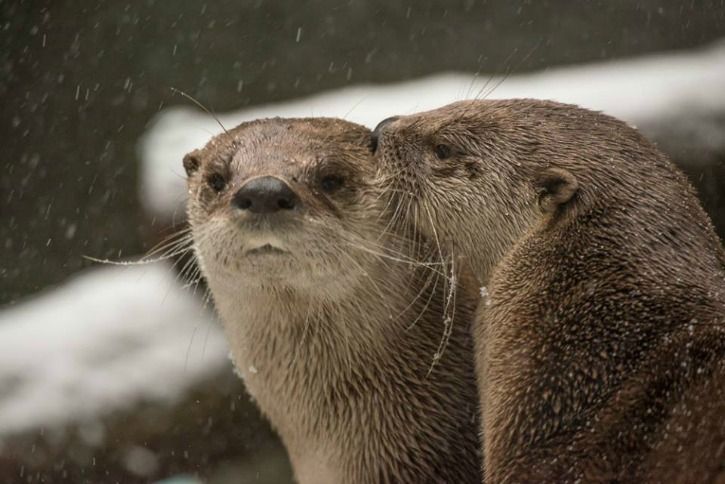 The Adorable Occupants Of Oregon Zoo Had The Most Amazing Reaction To ...