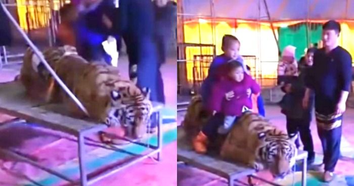 endangered tiger tied at circus