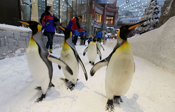 Peoples Walk With Penguins
