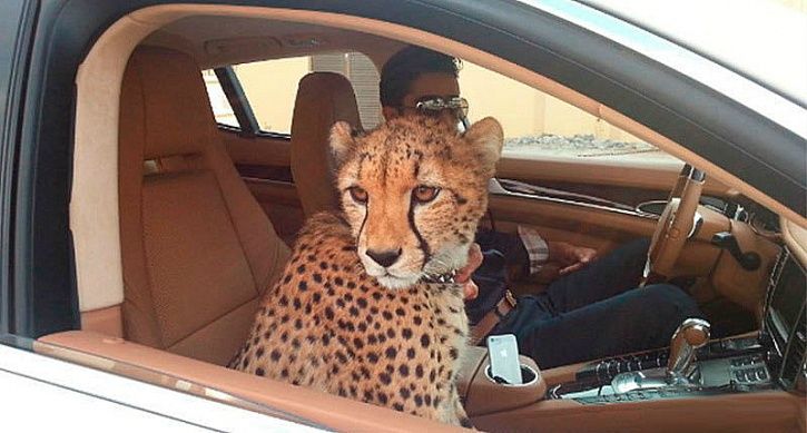 You Won't Spot Cheetahs In Dubai Cars Anymore After UAE Bans 'Exotic Animals'