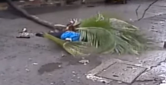 Mumbai Woman Out For A Morning Walk Dies After A Coconut Tree Falls On Her