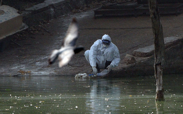 India Declares Itself Free From Bird Flu