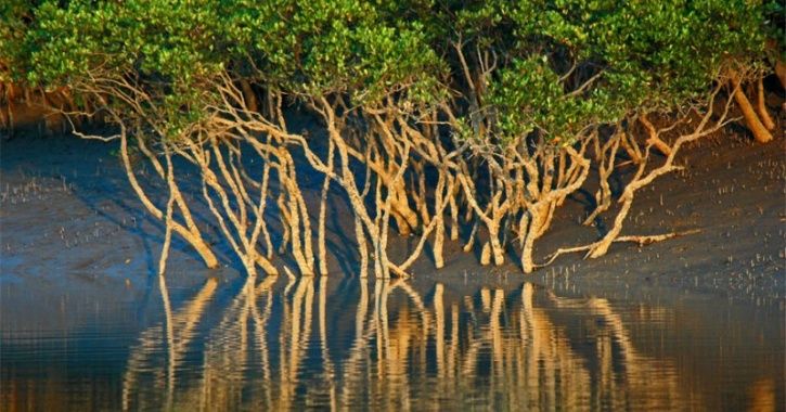 Climate Change Is Resulting In Depleting Of Mangrove Forest Cover In The  Sunderbans