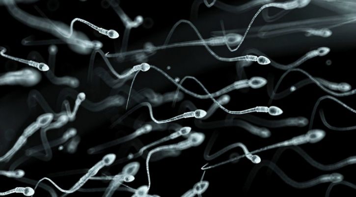 The research team found no significant decline in South America, Asia, and Africa, where fewer studies had been conducted. Apart from fertility risks, reduced sperm count could be an indicator of underlying health problems caused by environmental factors such as pesticide poisoning, or stress, smoking, a poor diet and other lifestyle factors.