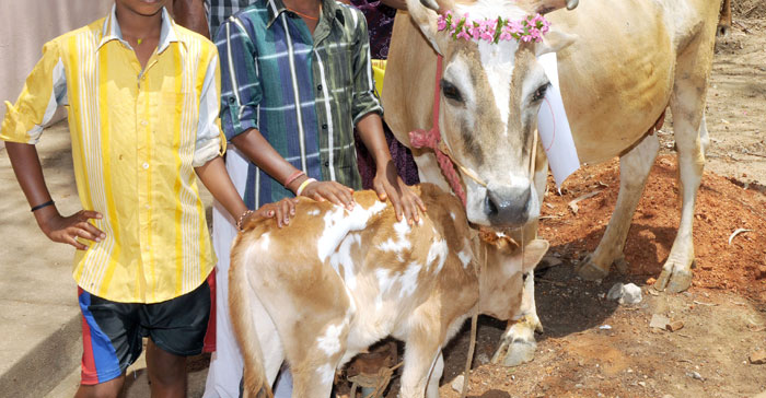 No Prize Money Or Trophy, This Cricket Team From Vadodara Gets Cows ...