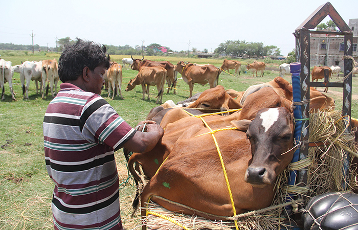 Supreme Court Seeks Response From Centre On Order Banning Cattle Trade 