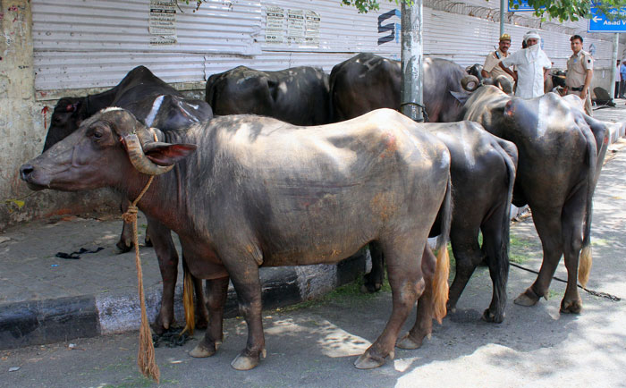 Dairy owners let buffaloes loose on raiding officials