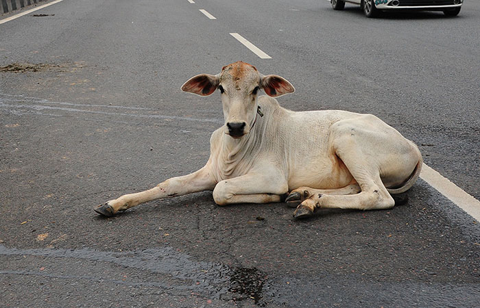 Now Hyderabad HC Judge Joins The Cattle Debate, Calls Cow A Substitute ...